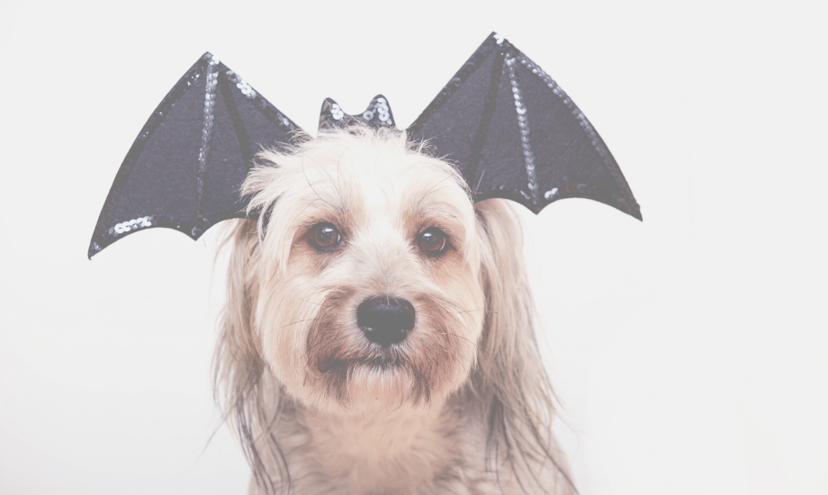 Top 5 DIY Pet Costumes: Happy Howloween!