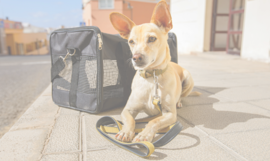 5 tips for stress-free travelling with your dog