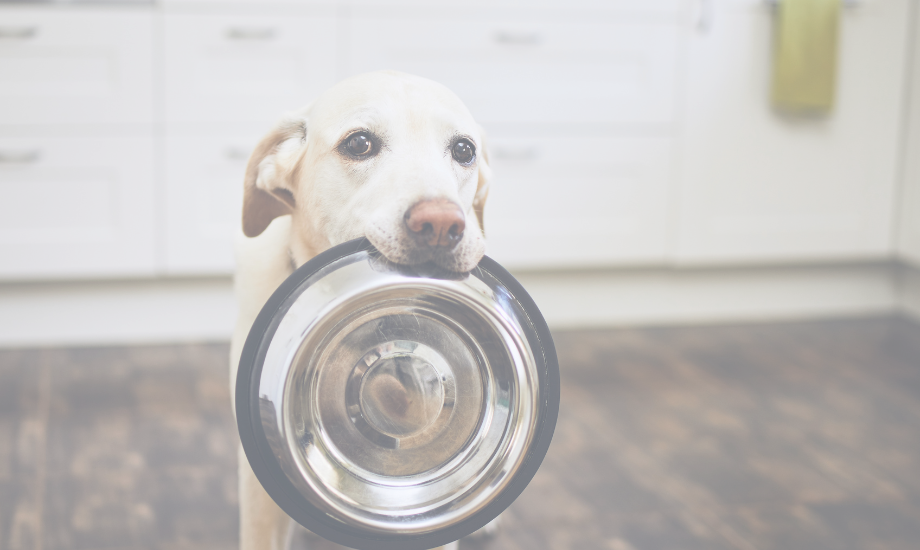 4 steps to transitioning your dog’s food