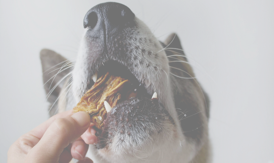 5 fun & healthy ways to treat your dog to cod skins