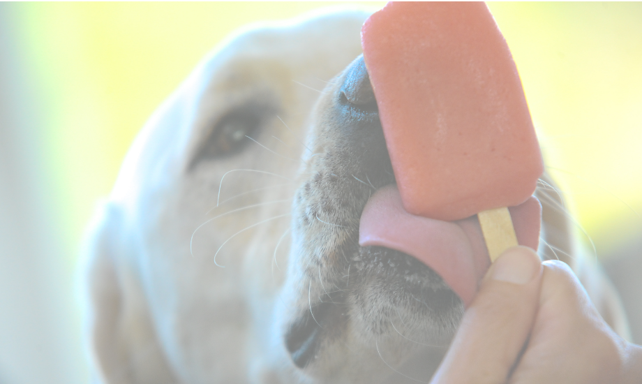 3 homemade pupsicle recipes for your dog!