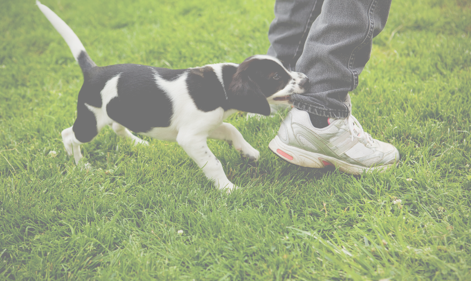 5 ways to stop your puppy from biting
