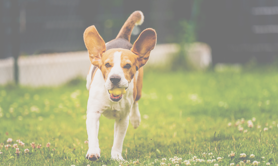 5 outdoor games your pup will love