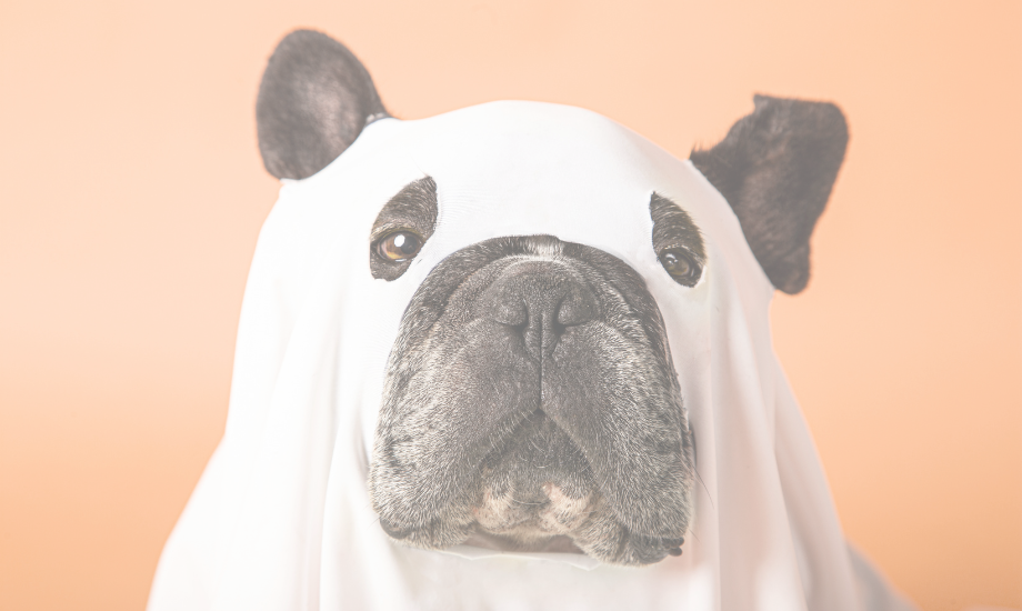 4 Easy DIY Halloween costumes for dogs