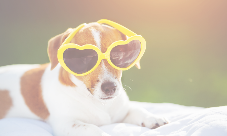 Heat stroke in dogs: signs to watch for