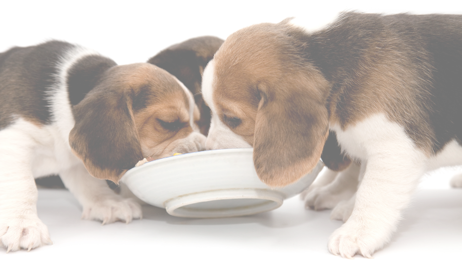 How much food should my puppy eat?