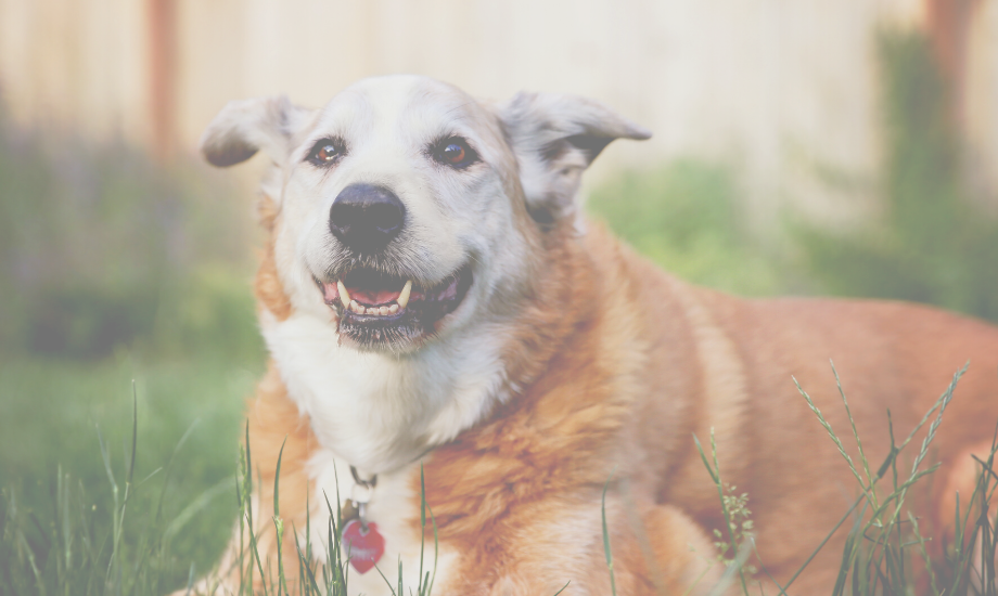 Top 5 Tips for Caring for a Senior Dog