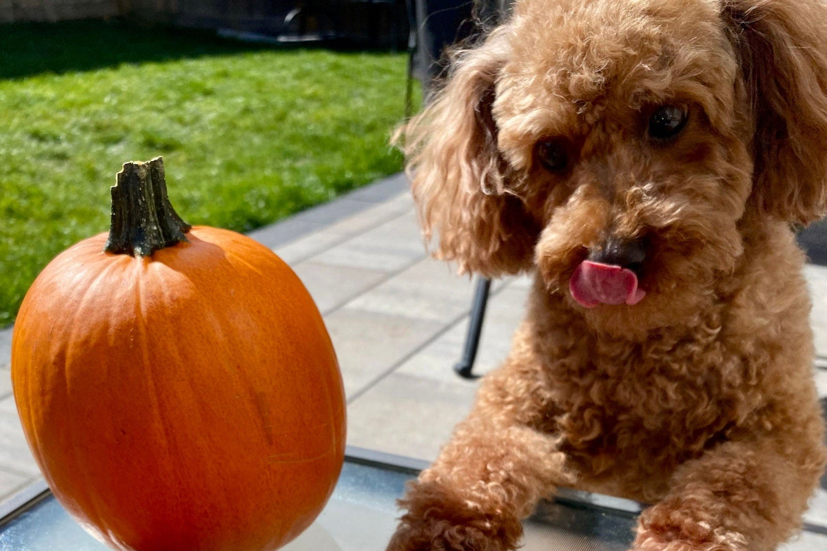 Can Dogs Eat Pumpkin? Benefits, How Much & an Easy Topper