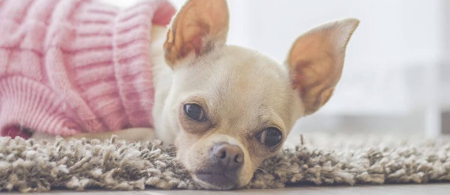Chihuahua Dental Health: Tips to Prevent Teeth Troubles