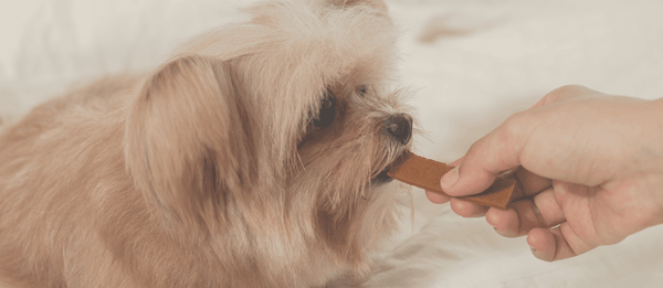Cozy DIY Fall Dog Treat Recipes to Bake at Home