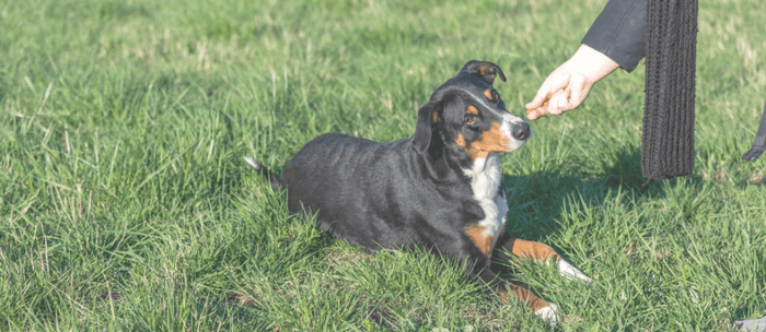 How to Include Healthybud Training Treats Into Your Dog’s Routine for Daily Enrichment 🐶