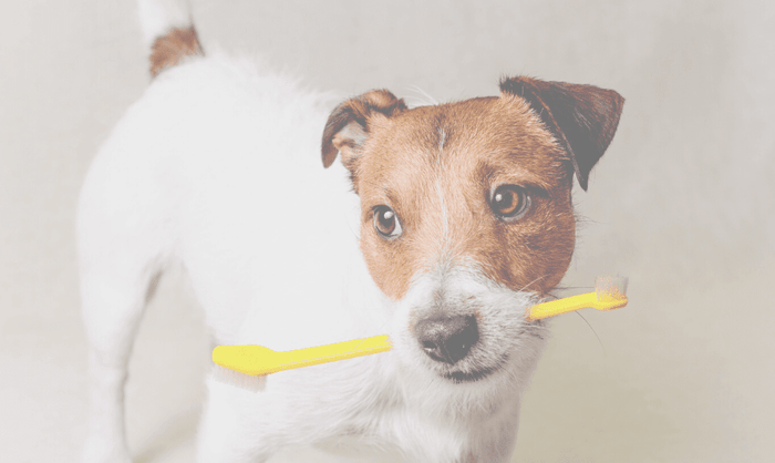 Dog Dental Health: Preventing Dental Disease in Your Pup