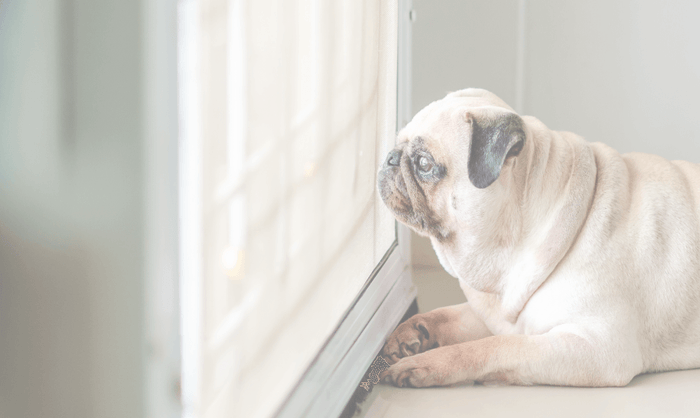 Dog Separation Anxiety Solutions: Tips for a Happier Dog