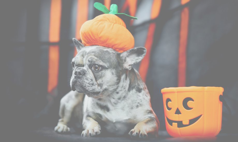 Halloween Hazards For Your Dog - healthybud