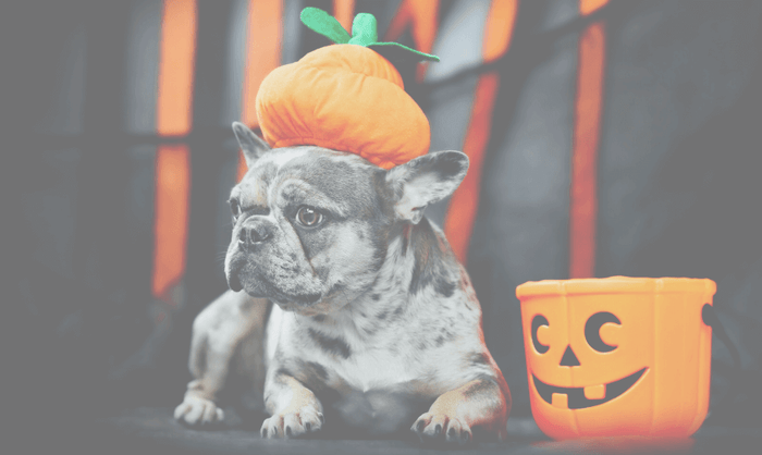 Halloween Hazards for Your Dog