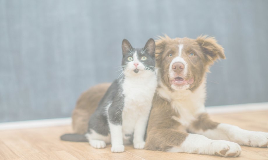 Healthy treats for dogs and cats - healthybud