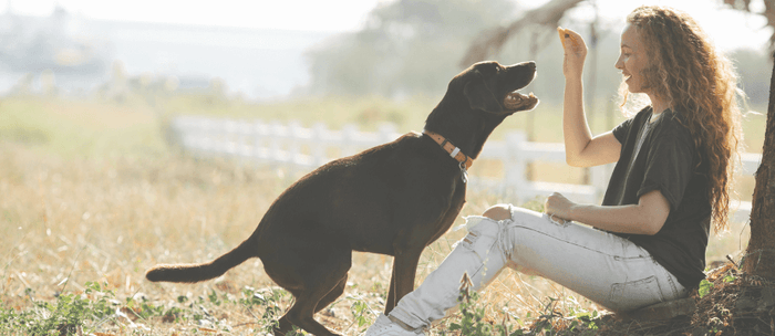 The Ultimate Guide: Healthybud's Mini Training Treats for Dogs