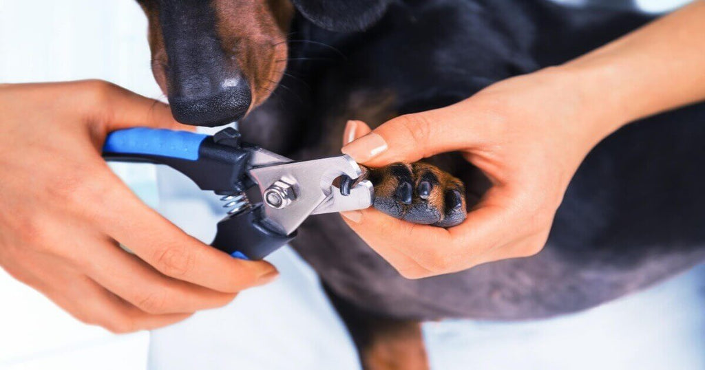 How To Clip Your Dog's Nails - healthybud