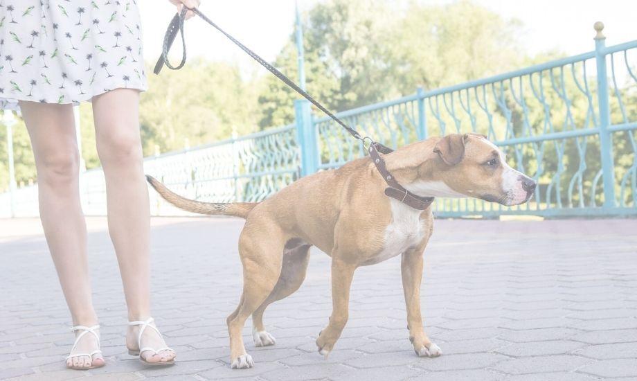 How To Help A Dog With Gas - healthybud
