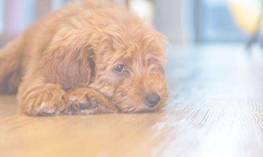 How To Spot Dog Anxiety, And Manage It! - healthybud