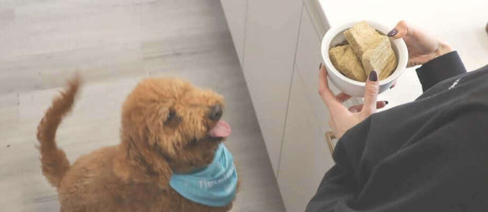 How to Train Dogs Using Food and Treats (Freeze-Dried Raw vs. Kibble)