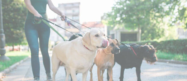 How to train your dog to walk on a leash without pulling