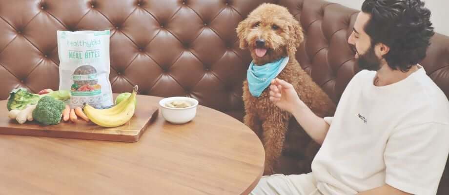 5 'human' foods dogs can eat to reduce anxiety