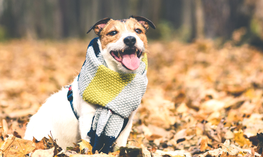 Tips to keep your dog safe & warm this winter