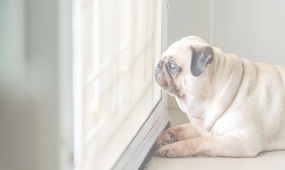 3 tips for your dog’s separation anxiety