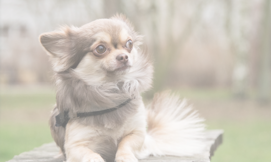55 adorable name ideas for your chihuahua