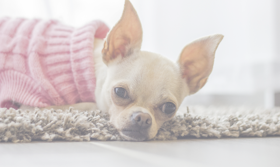 What you need to know about Chihuahuas & Dental Issues