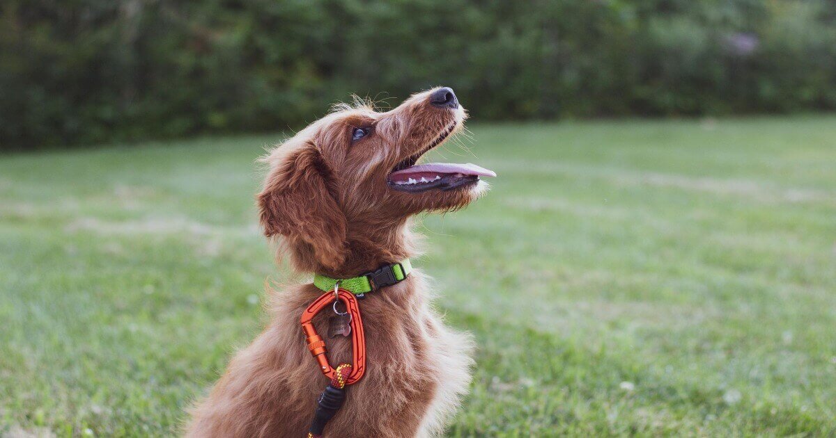 Obedience Training - healthybud