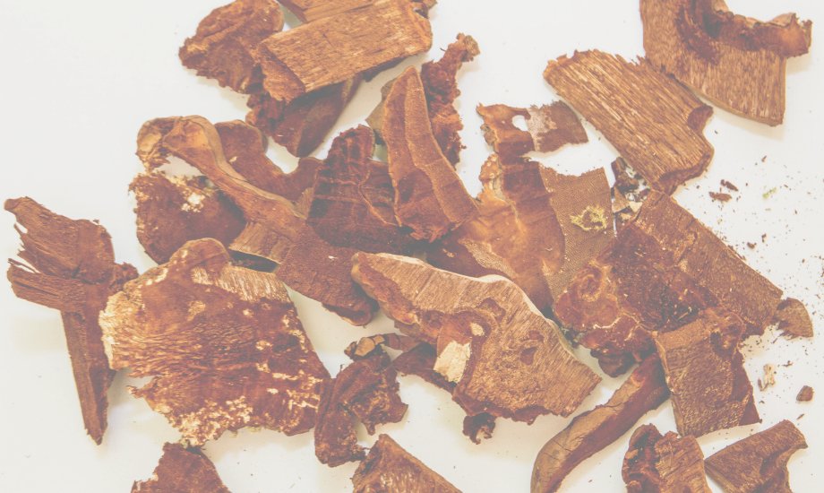 Reishi: what it is & why your dog needs it - healthybud