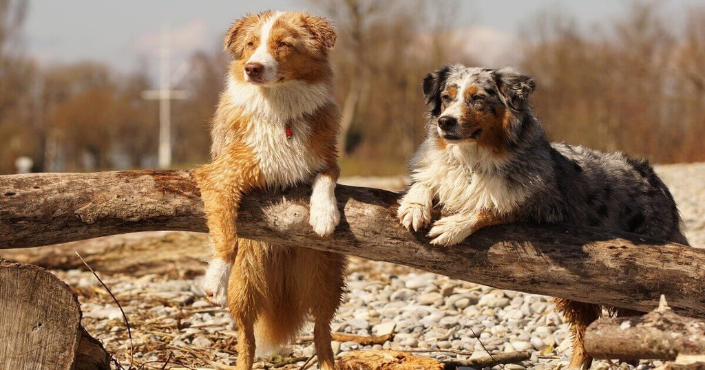 Socializing Our Buds - healthybud