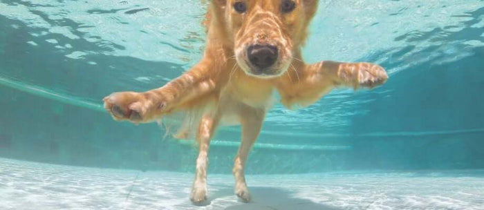 Summer Dog Safety: Tips for Keeping Your Pup Healthy & Cool