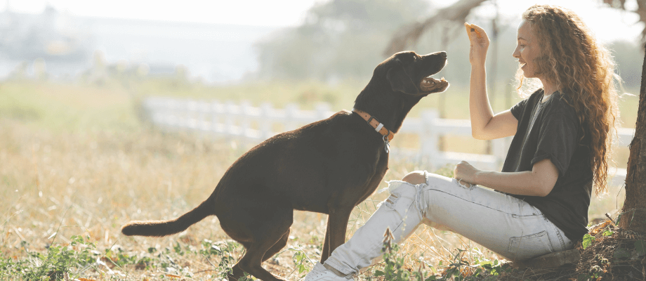 The Ultimate Guide: Healthybud's Mini Training Treats for Dogs