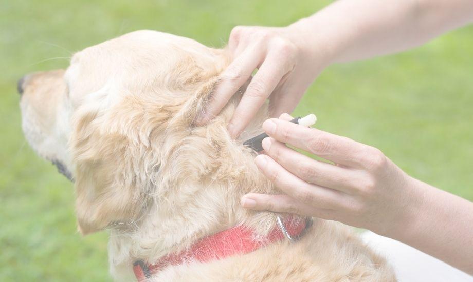 What To Do If Your Dog Has Ticks