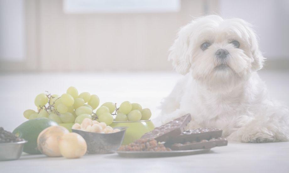 Top 5 Most Toxic Foods For Dogs - healthybud