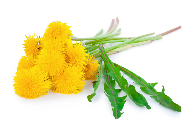 Dandelion