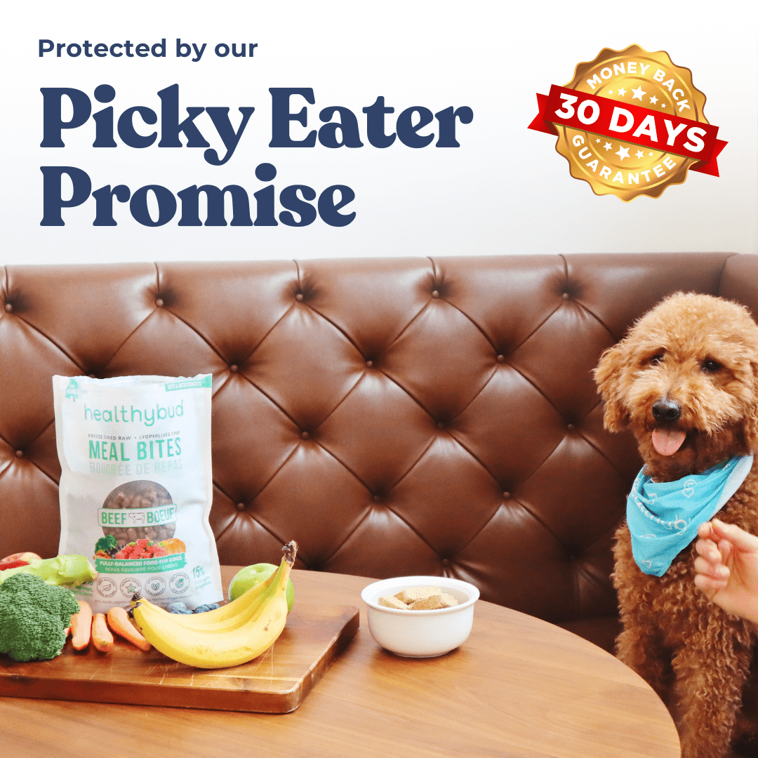 Beef Meal Bites - healthybud