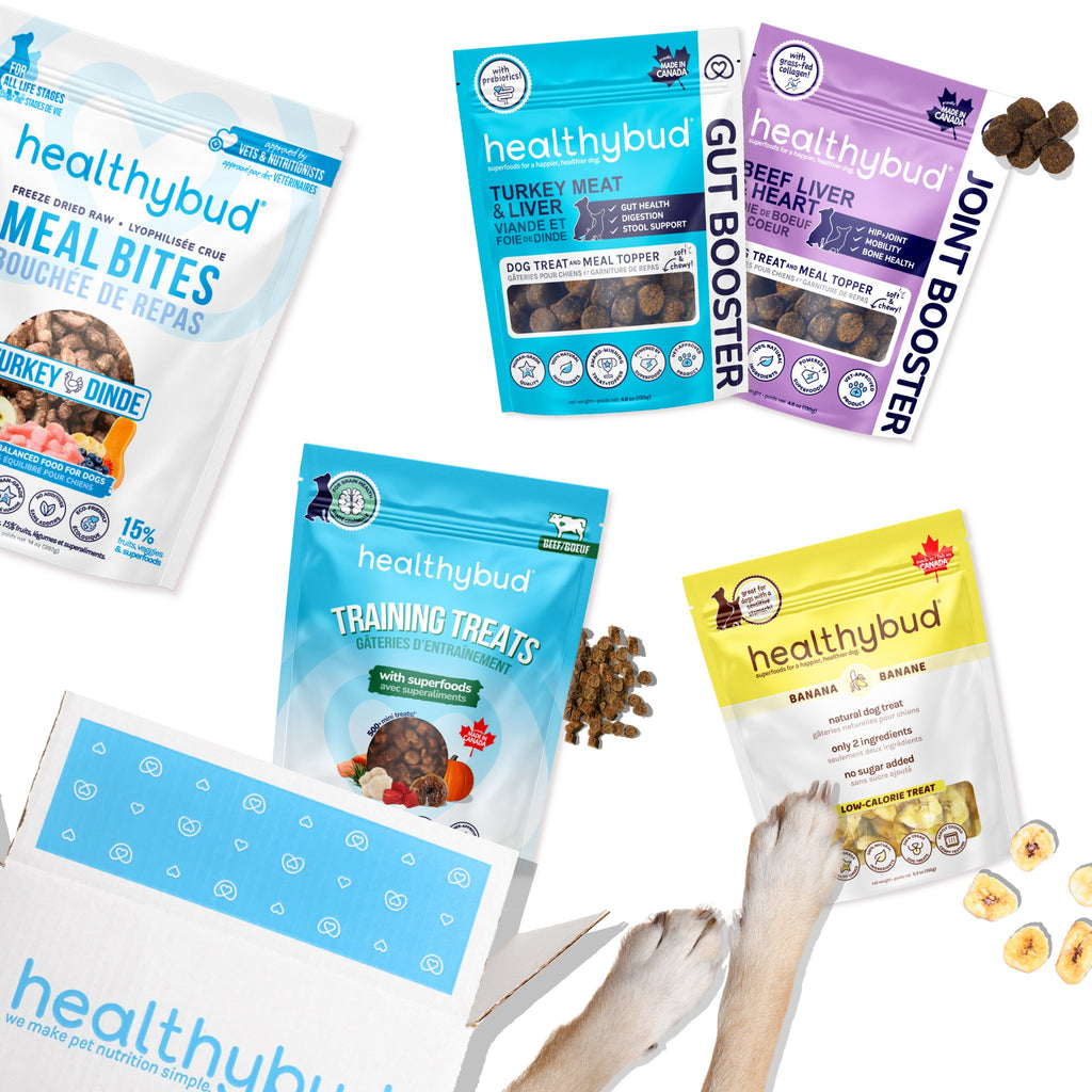 Brian & Magnus Training Bundle (Ltd. Edition) - healthybud