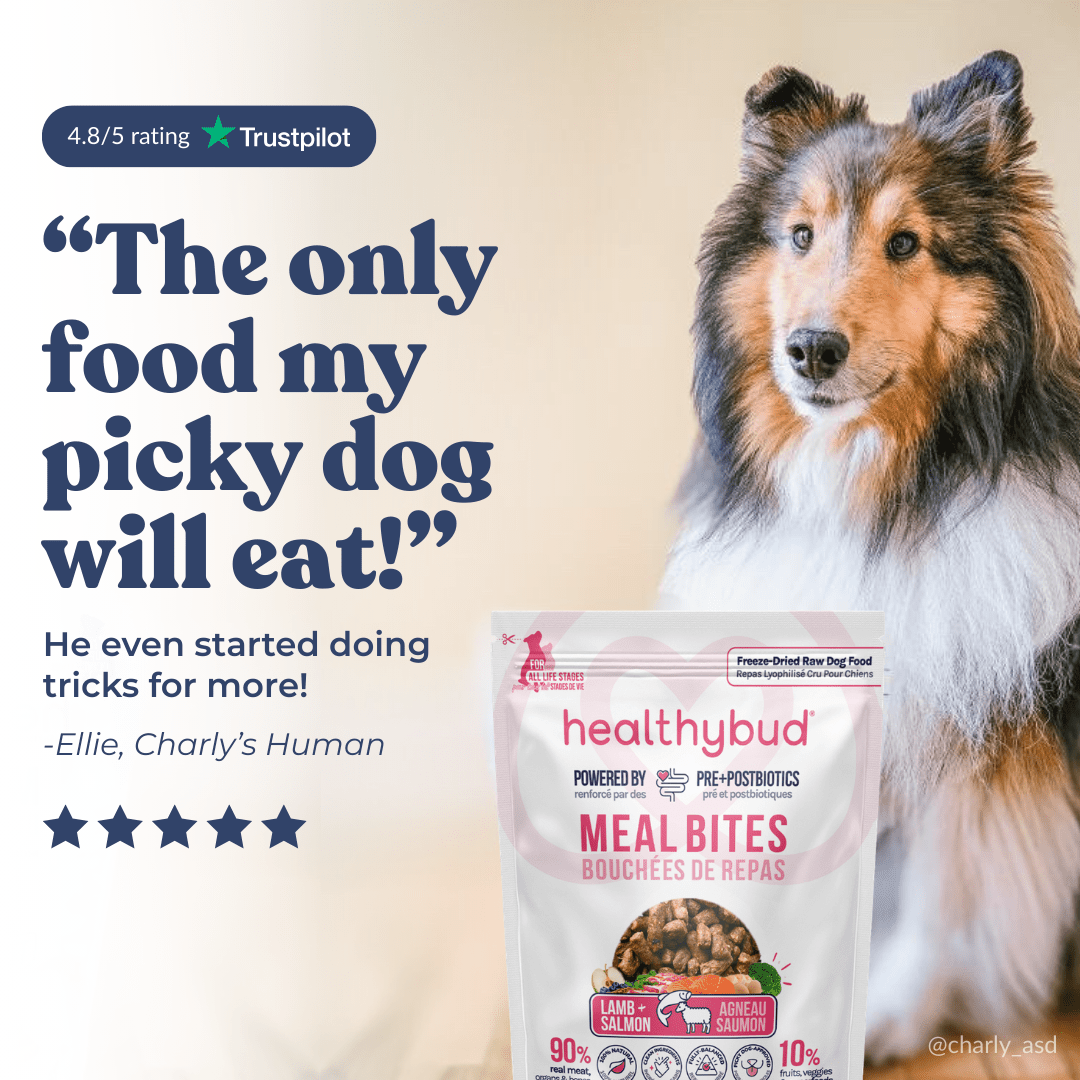 Lamb + Salmon Meal Bites - healthybud