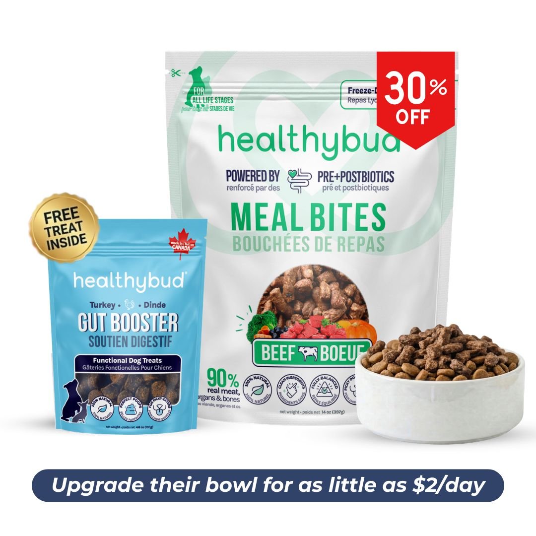 Large Dog Starter Kit (30 - Day Supply) - healthybud