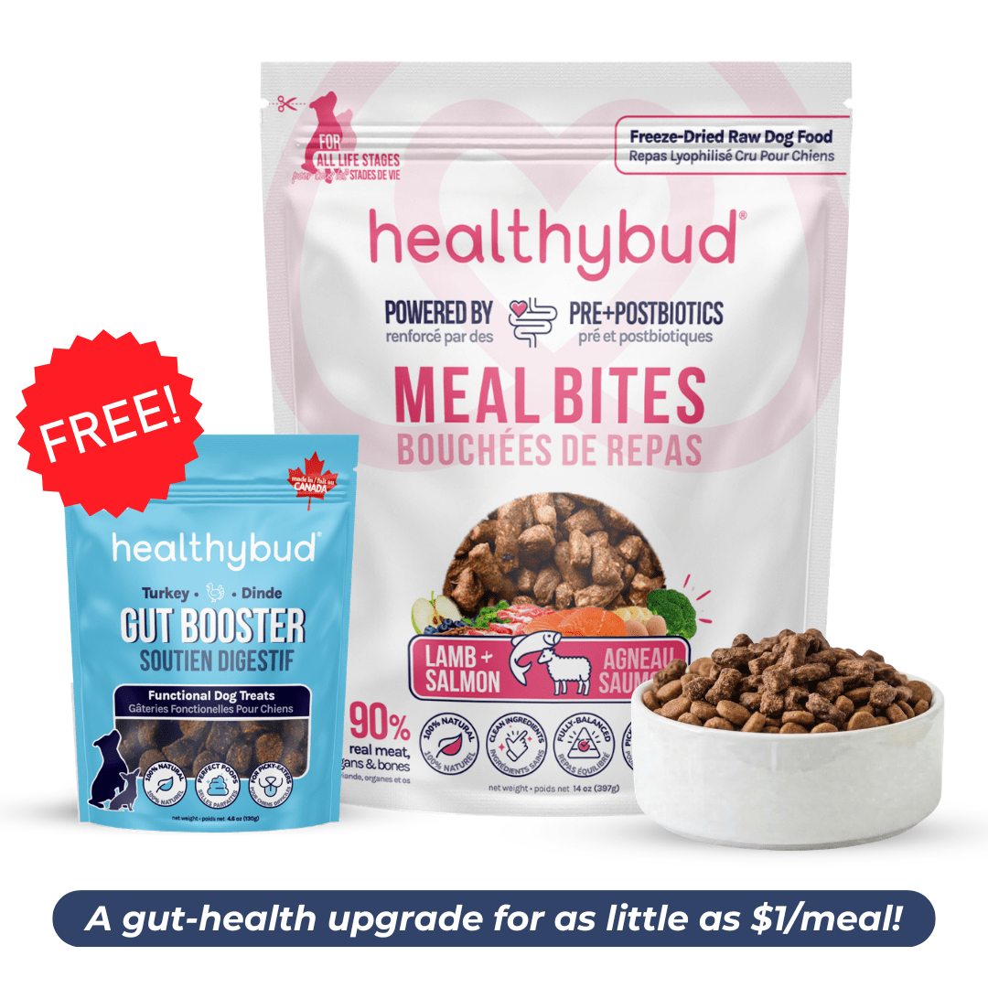 Large Dog Starter Kit (30-Day Supply) - healthybud