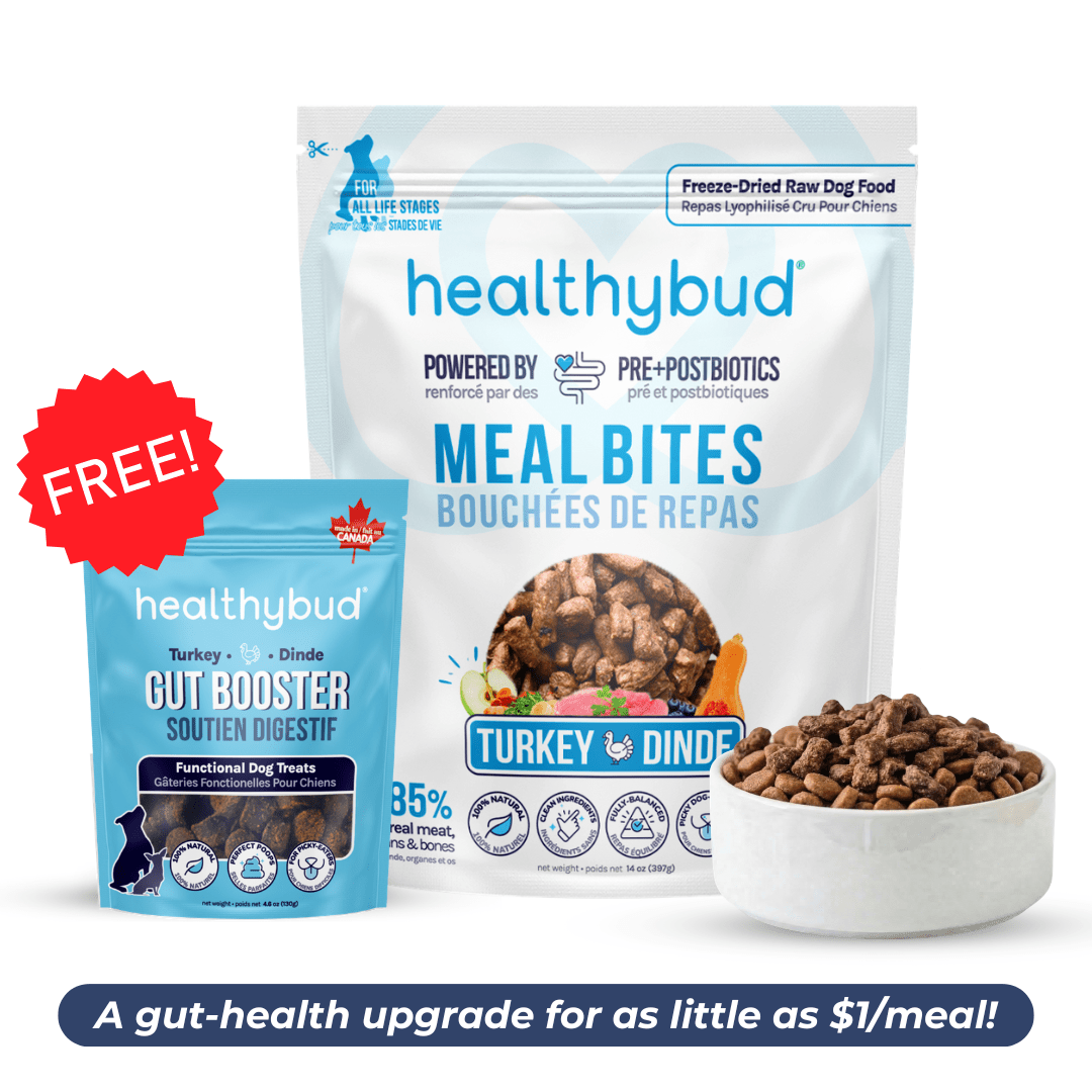 Large Dog Starter Kit (30-Day Supply) - healthybud