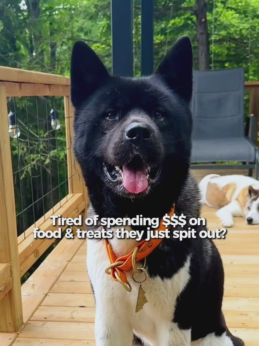 Load video: Sample Kit: 8 Best-Selling Foods &amp; Treats
