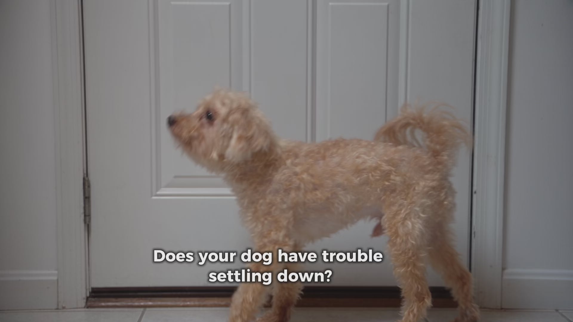 Load video: Duck Calming Aid