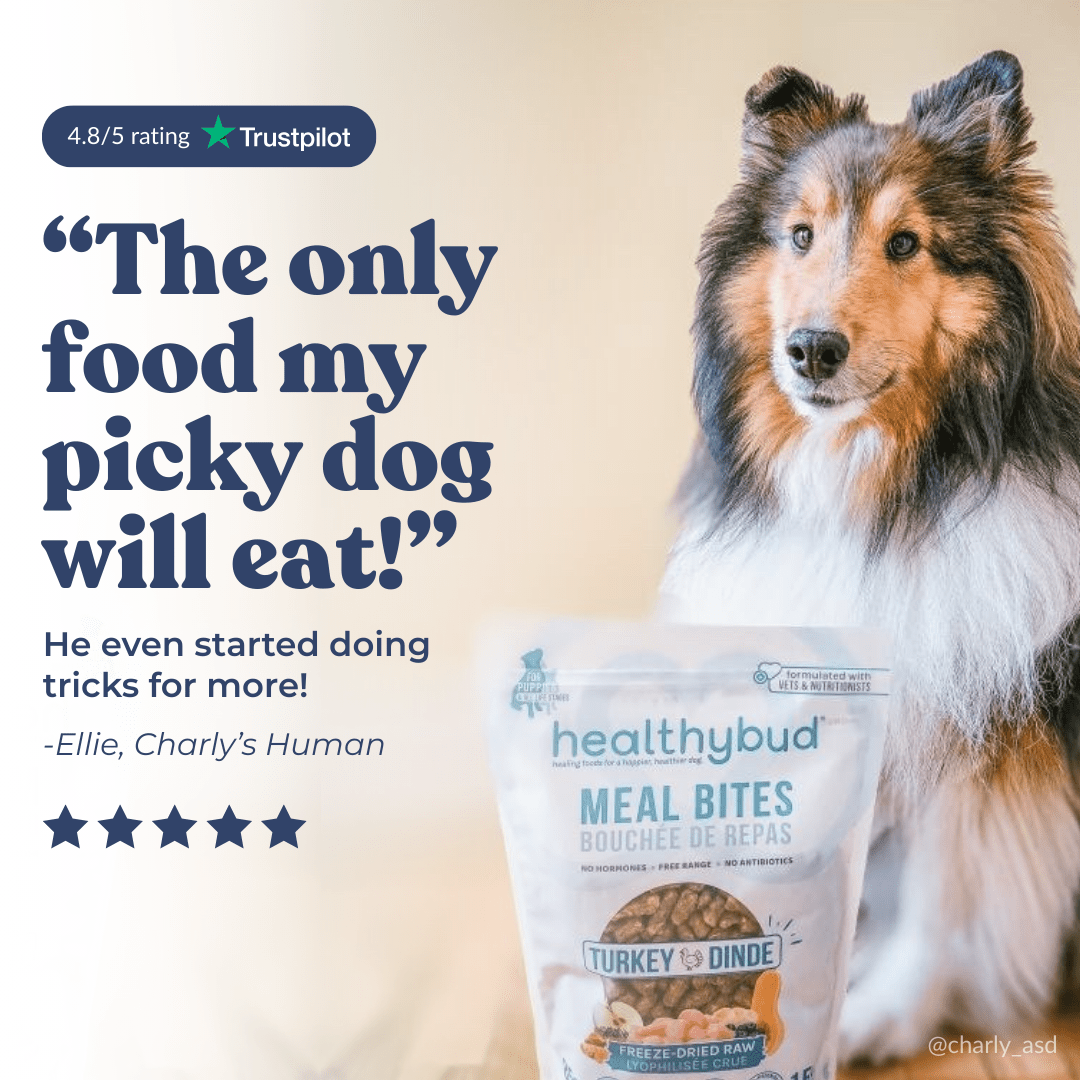 Turkey Meal Bites - healthybud